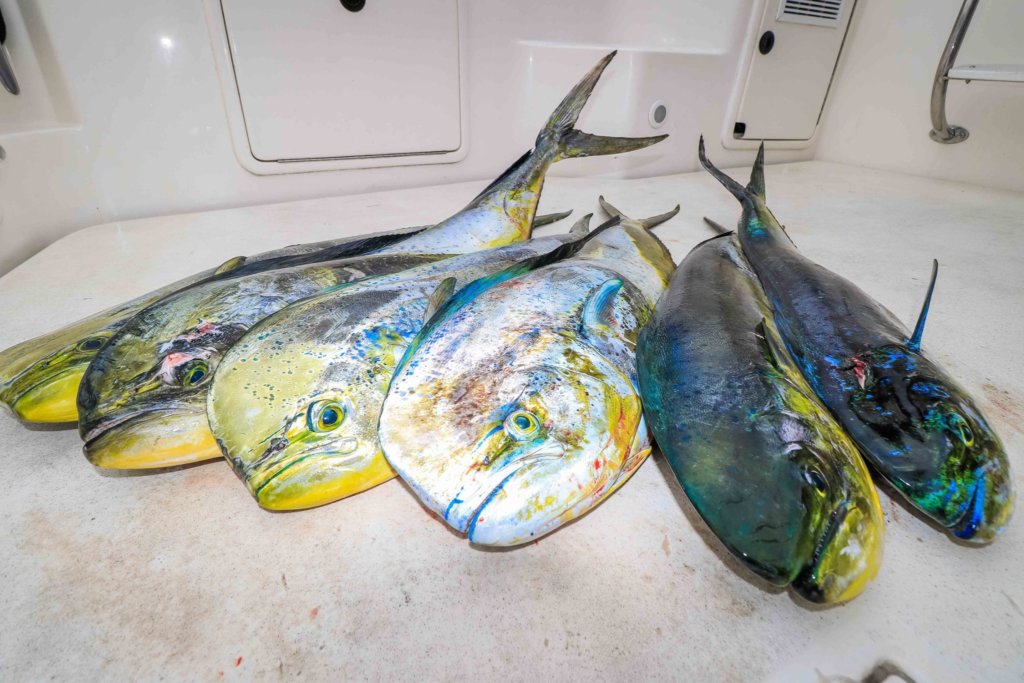 cabo san lucas fishing report