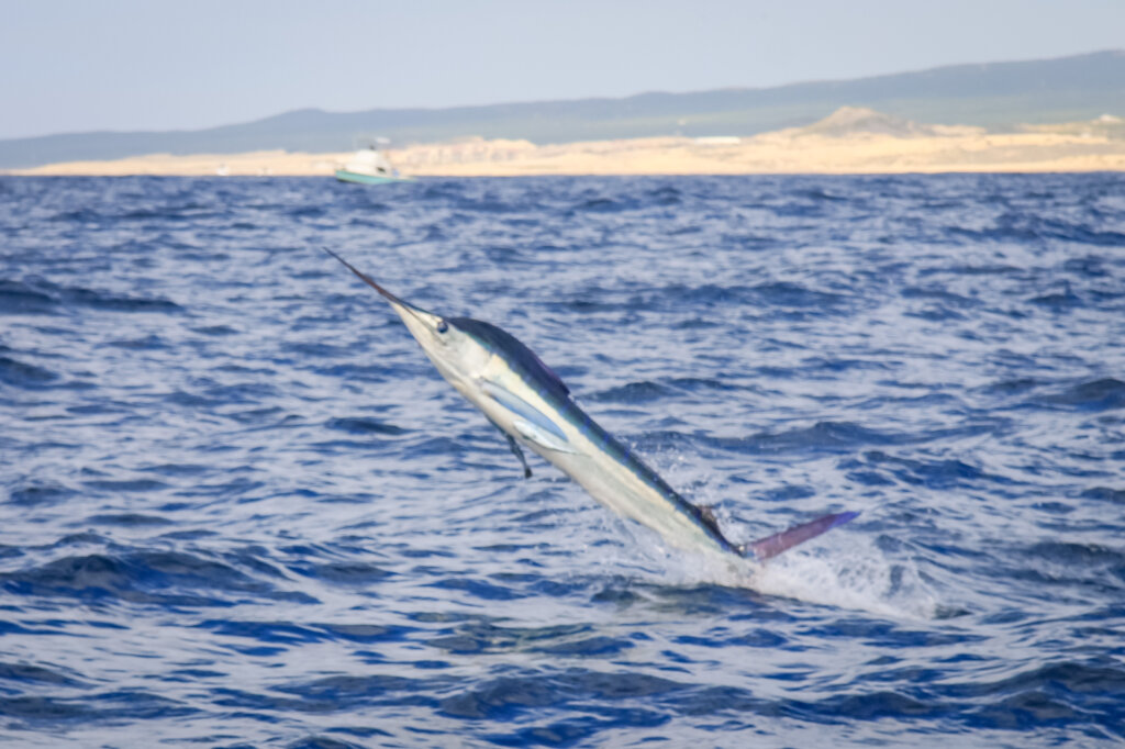 Marlin Fishing in Cabo