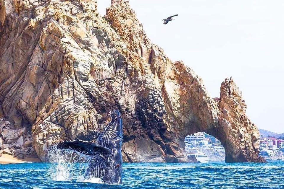 Whale Watching in Cabo San Lucas