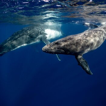 Cabo whale watching packages