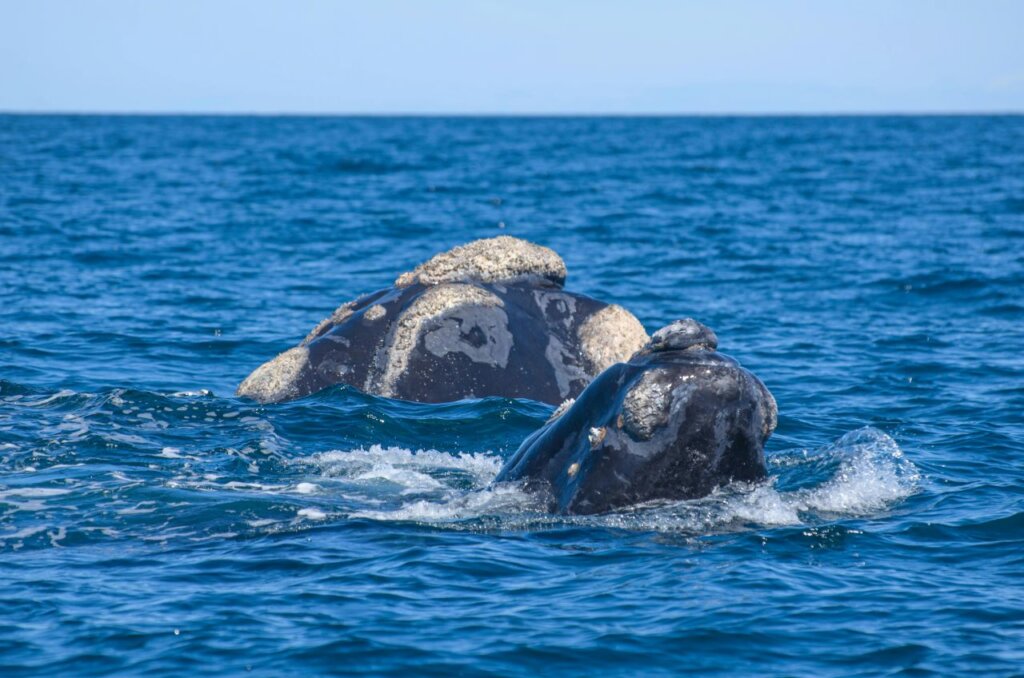 Gray whale sightings in Los Cabos