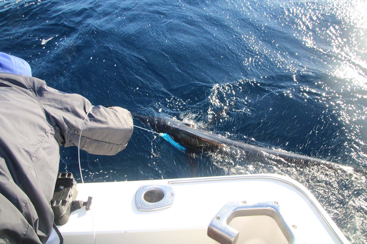 Best Time of Year to Fish in Cabo San Lucas