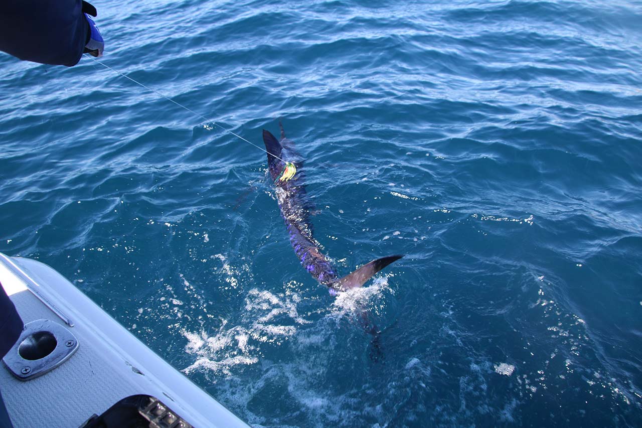 Cabo Blue Marlin August