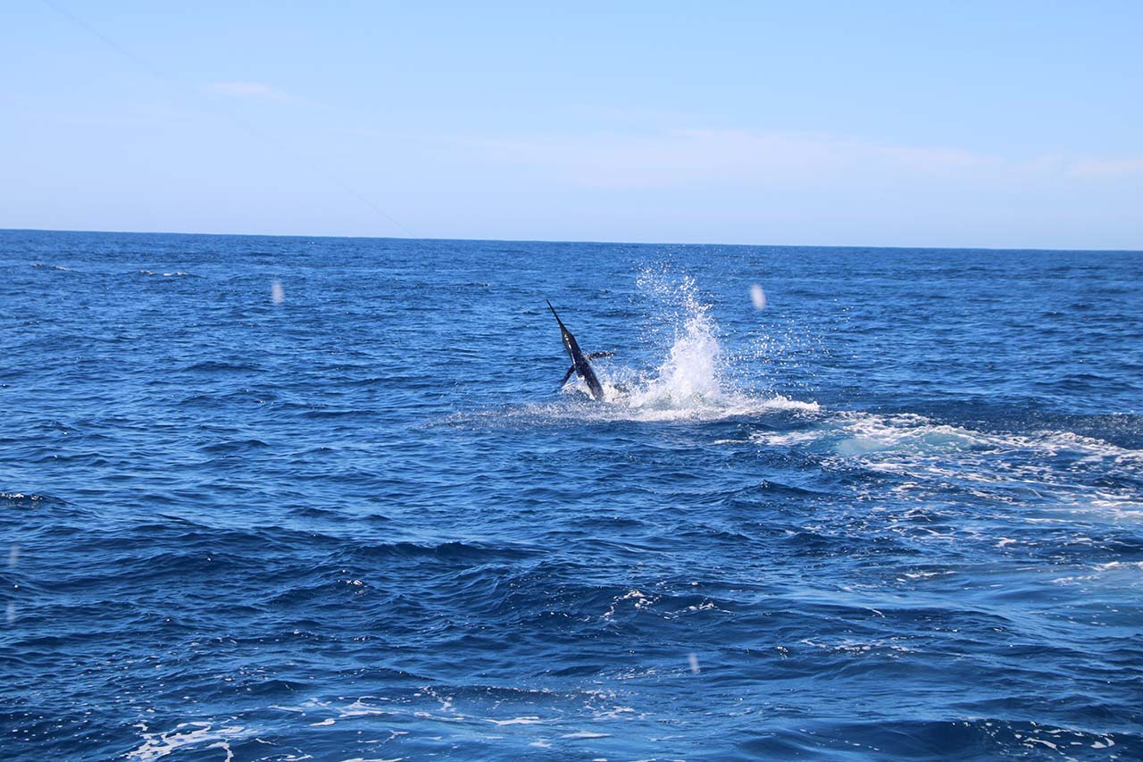 Cabo Deep Sea Fishing Prices