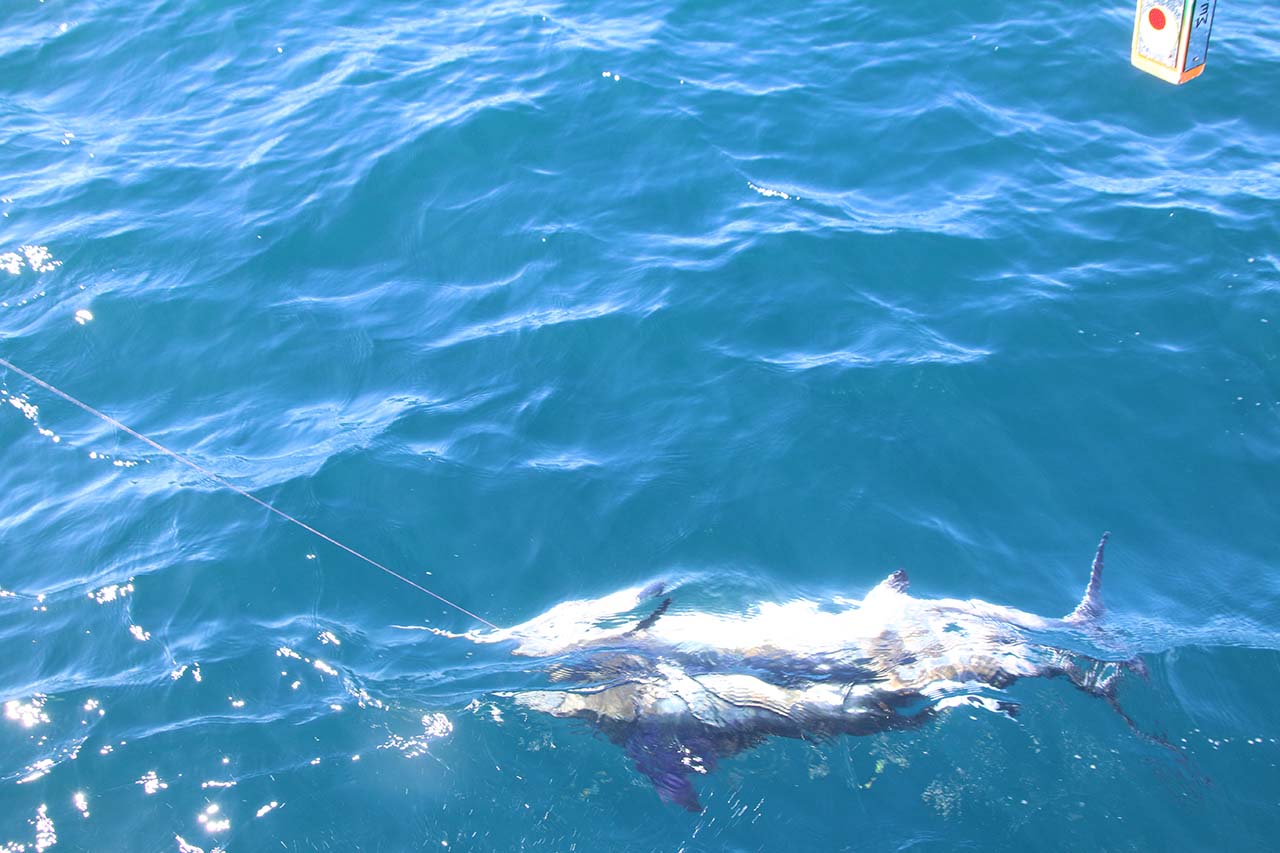 Cabo Fishing Prices