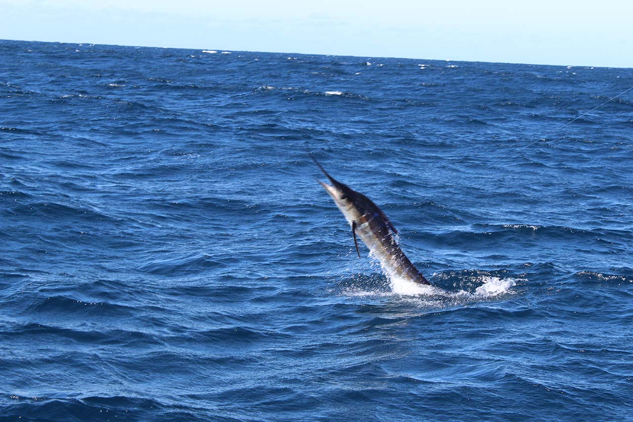 Cabo Fishing Prices