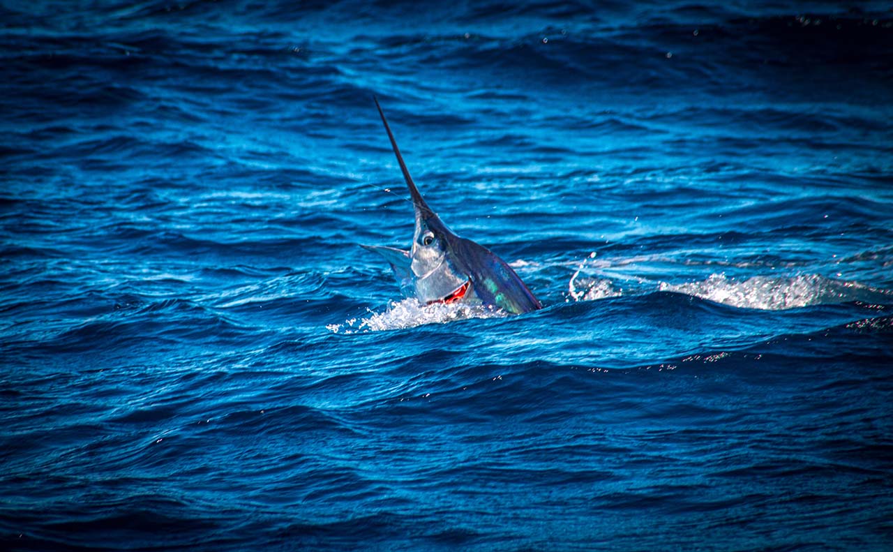 Cabo Fishing Seasons by Species