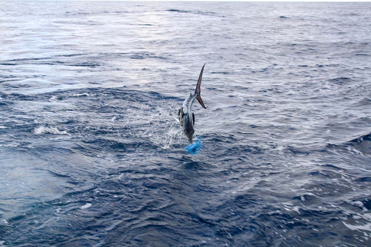 Cabo Fishing September