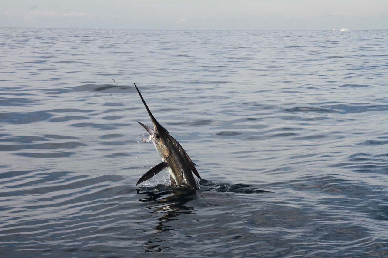 Cabo Marlin Fishing September