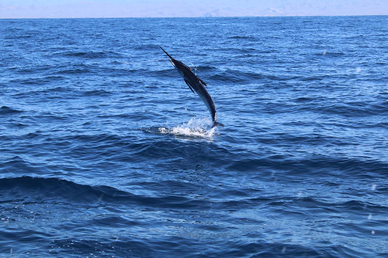 Fishing Calendar Season for Cabo San Lucas Mexico