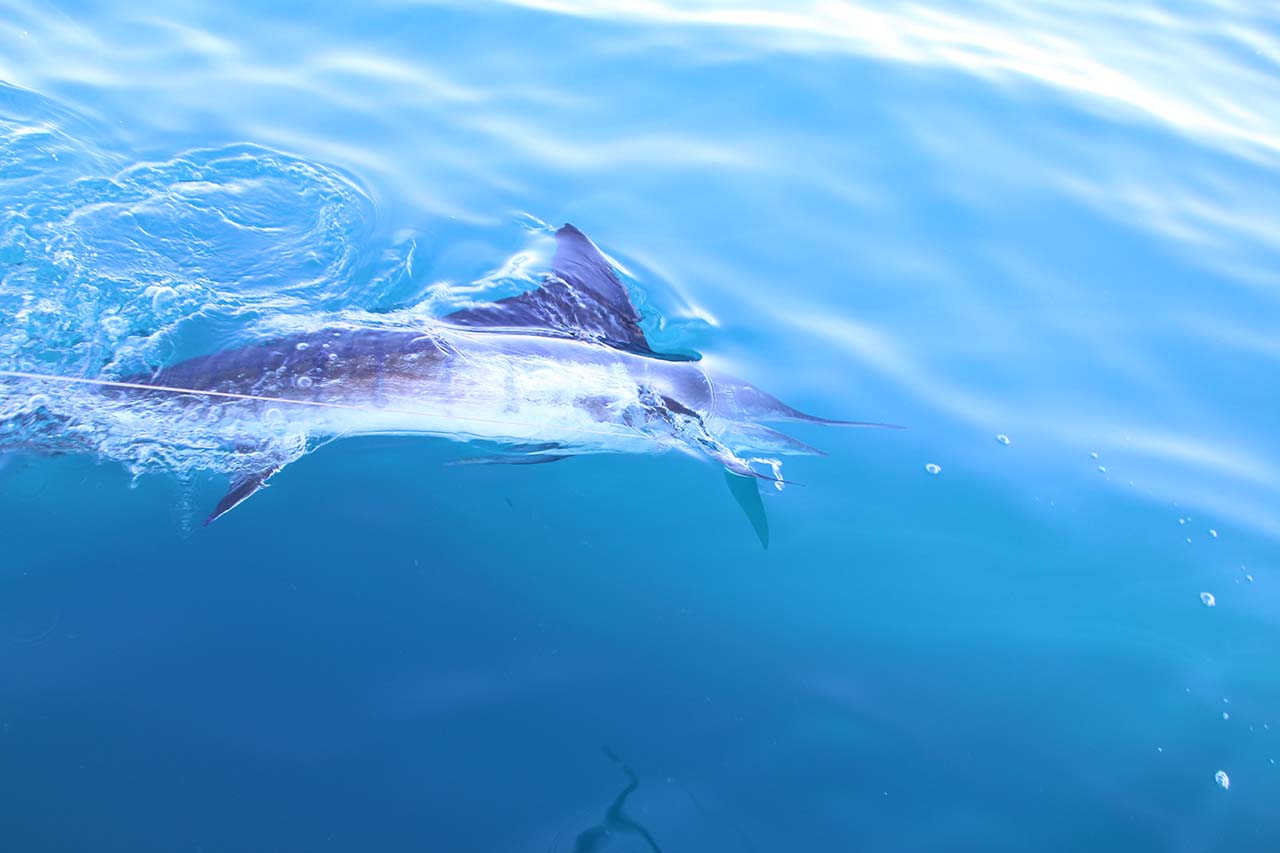 Peak Fishing Season in Cabo San Lucas