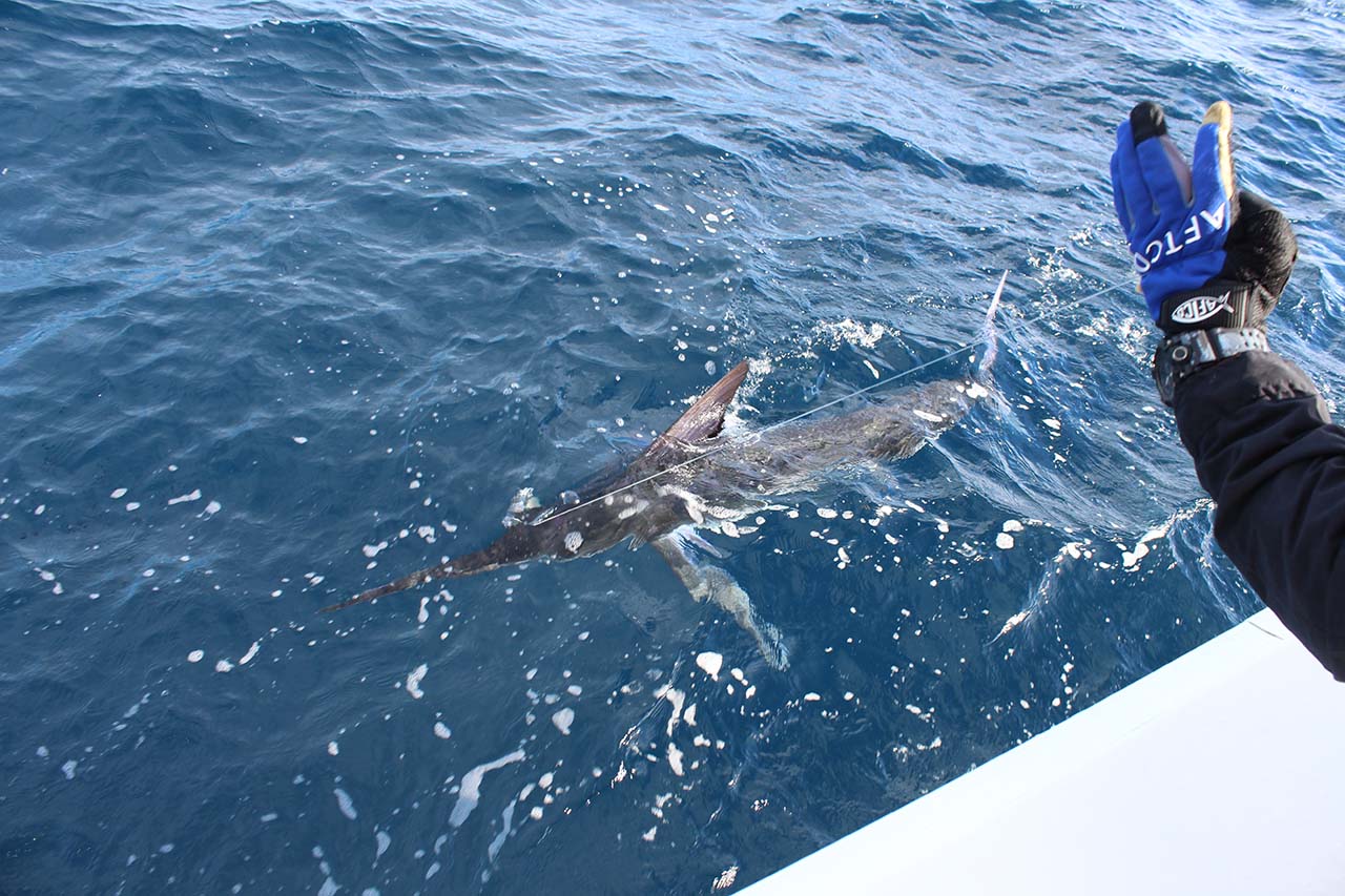 What Is the Best Time to Fish in Cabo