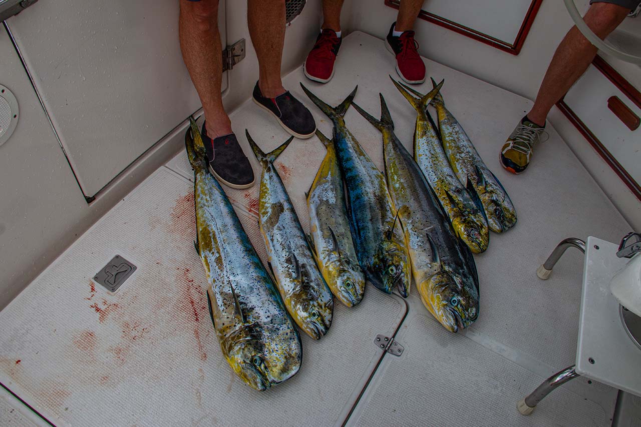 Bait Types for Cabo Fishing