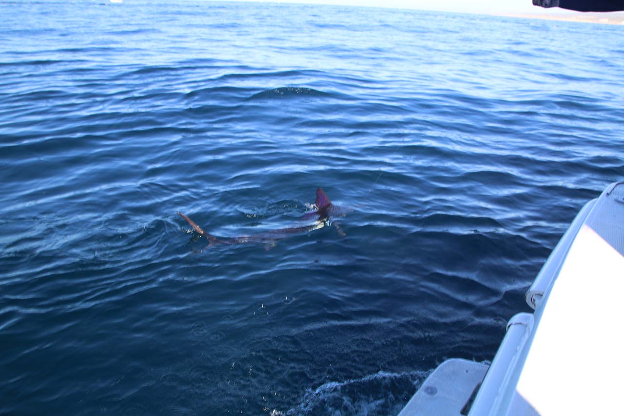 Cabo Blue Marlin September