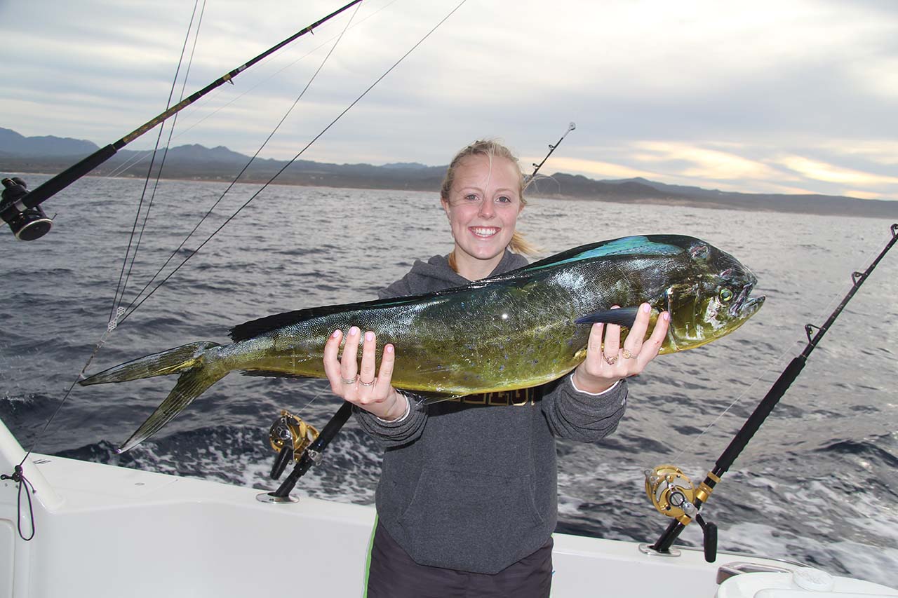 Cabo Dorado (Mahi Mahi) Peak Season September