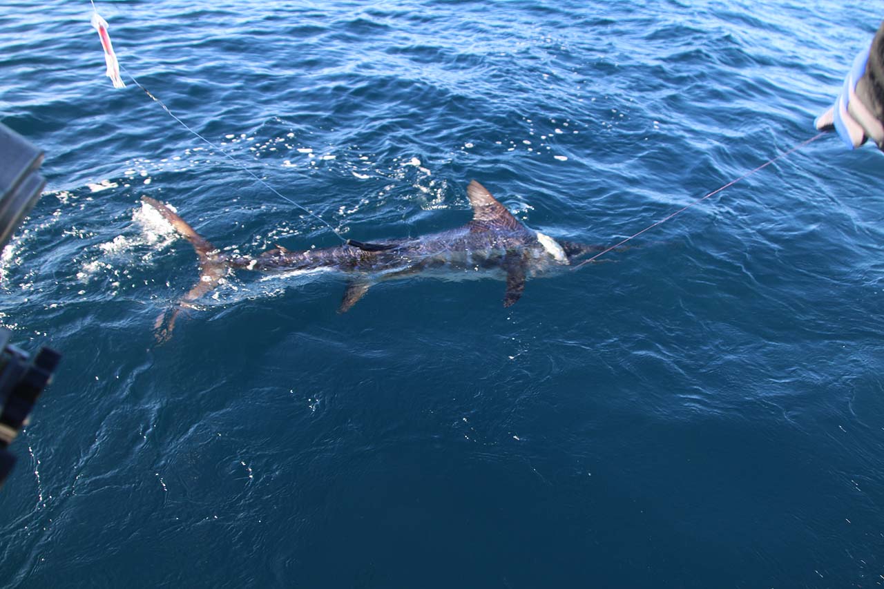 Cabo Fishing Calendar September