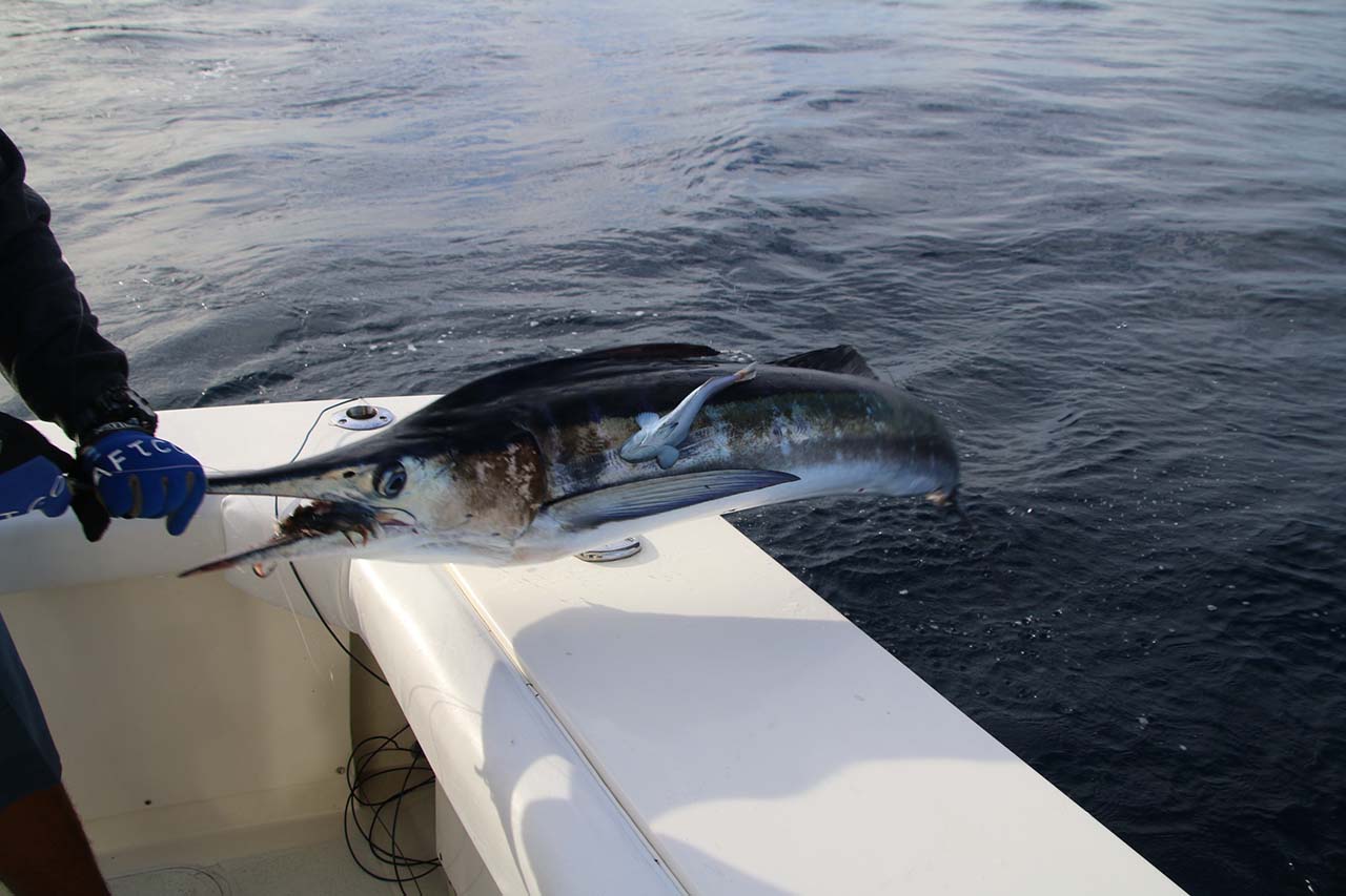 Cabo Fishing Charters Targeting Marlin and Tuna in September