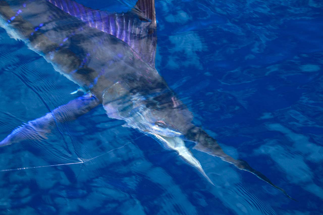 Cabo Marlin Fishing September