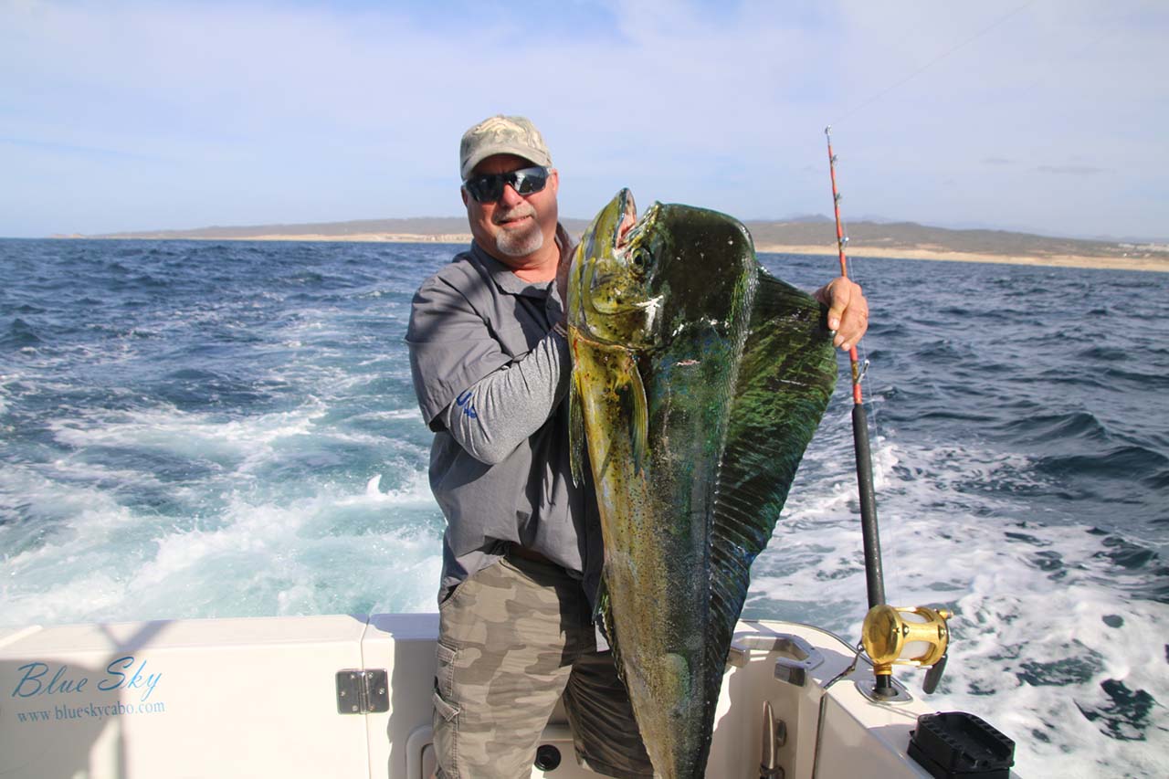 Dorado Fishing Cabo September