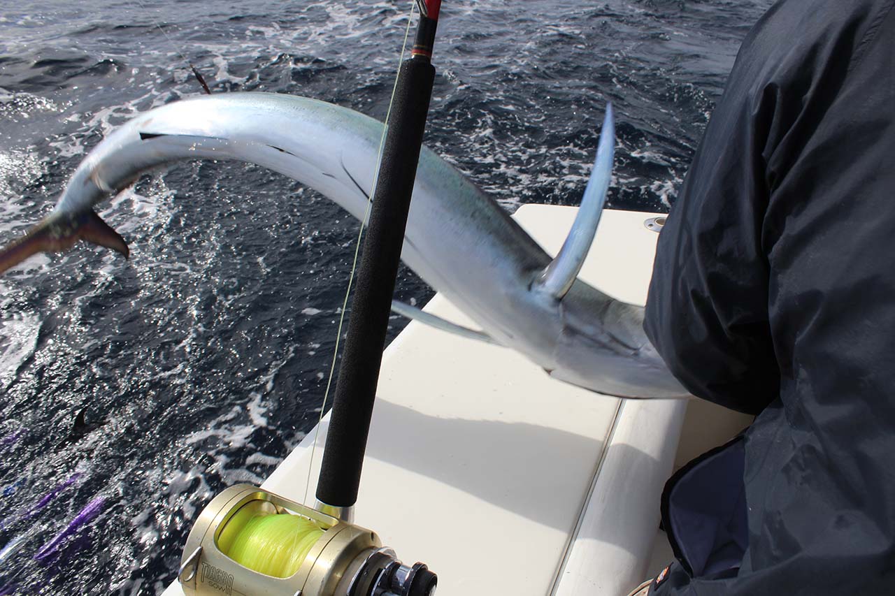 What Fish Are Biting In Cabo In September