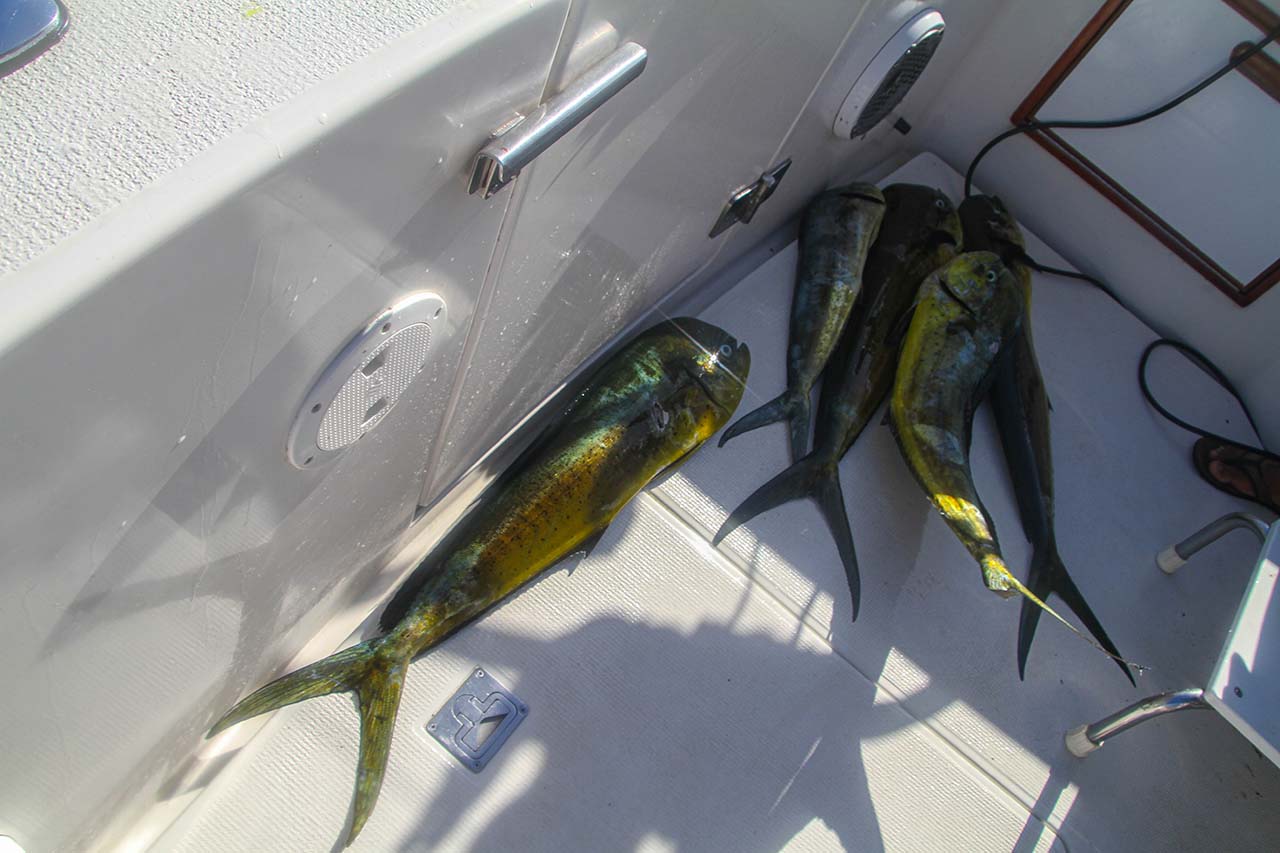 What Fish Are Biting In Cabo In September