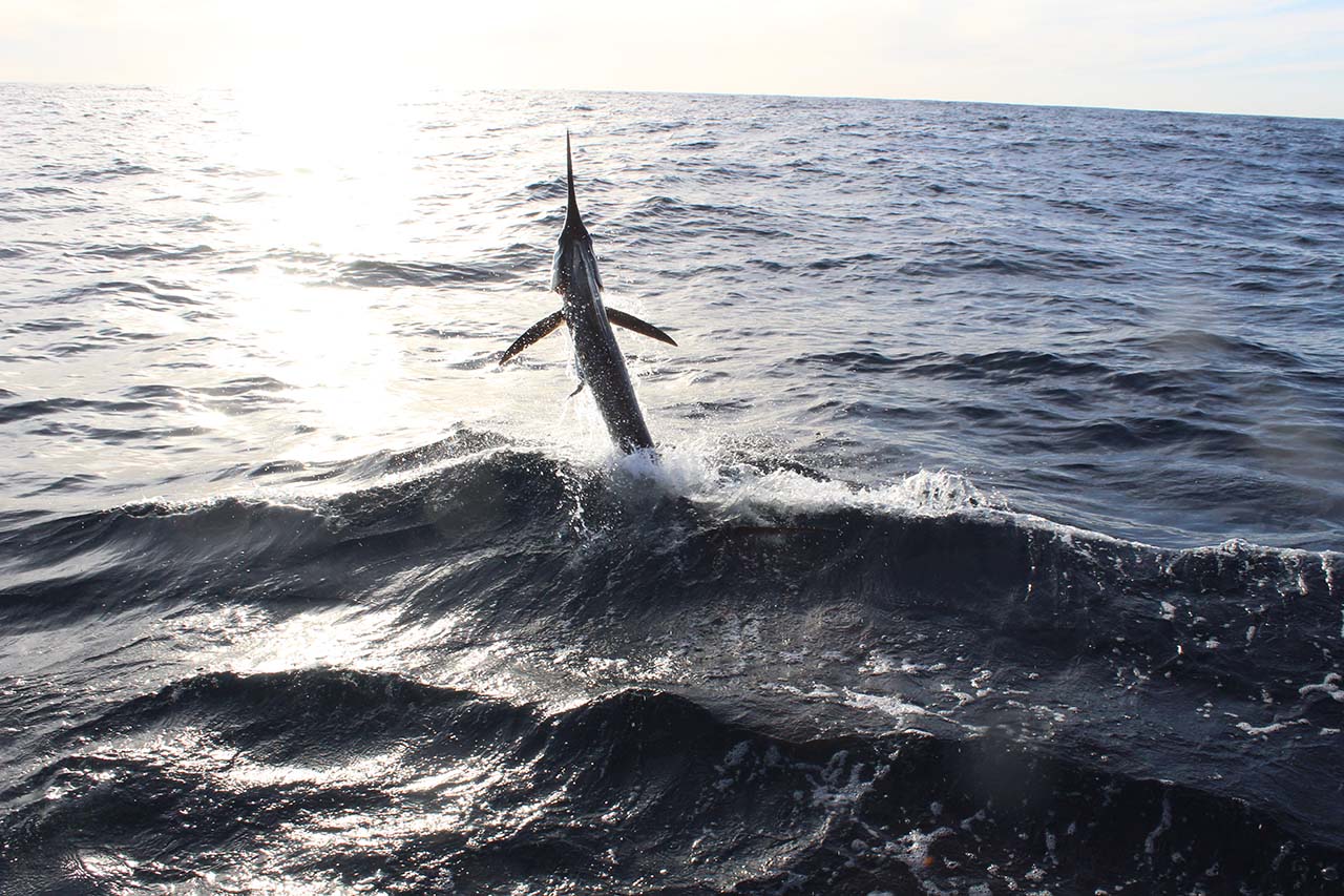 Cabo Fishing Instagram Photos