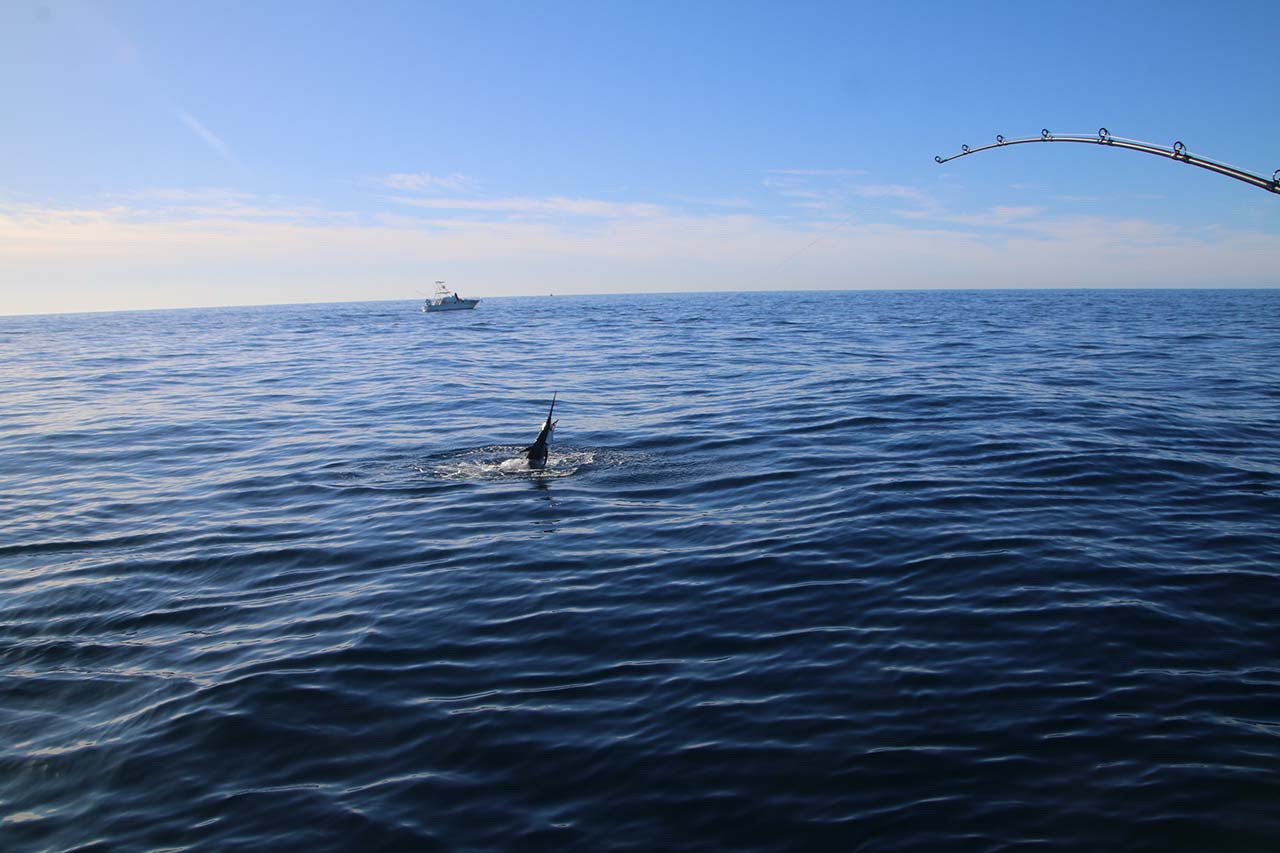 Cabo Fishing Tour Reviews