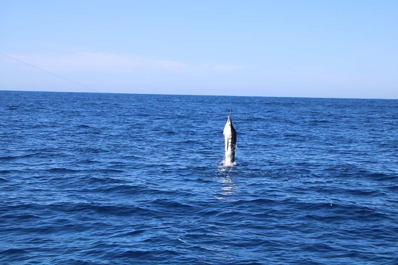 Cabo Fishing Trip Videos