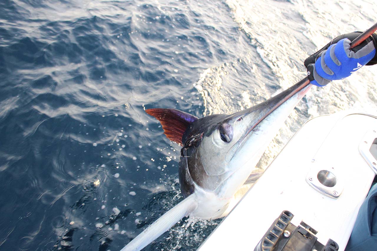 What Fish Are Biting in Cabo in September