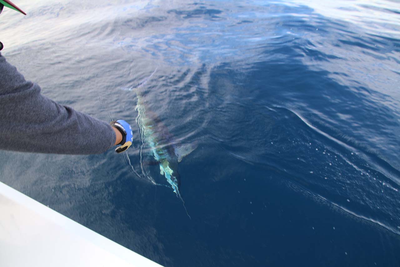 What Fish Are Biting in Cabo in September
