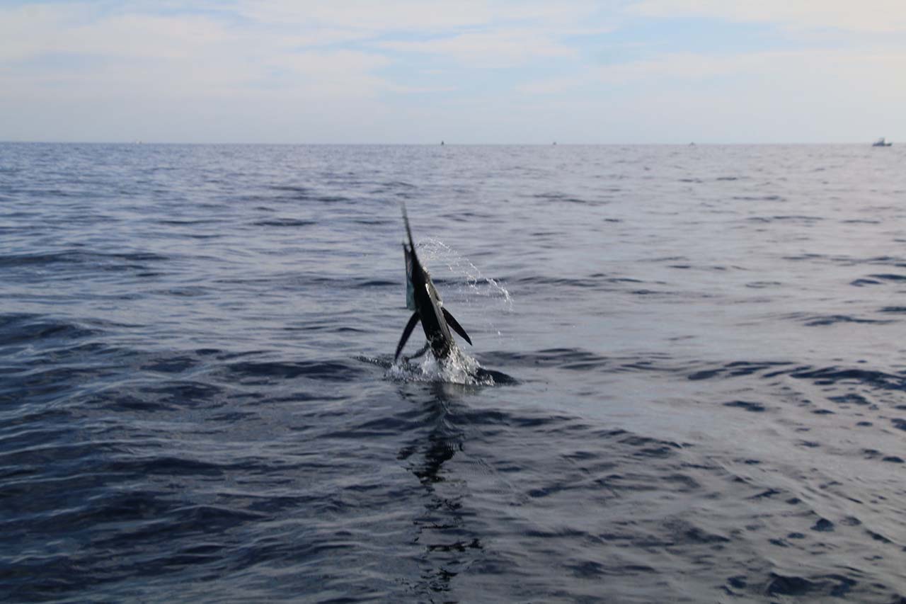 Fishing Conditions In Los Cabos In November