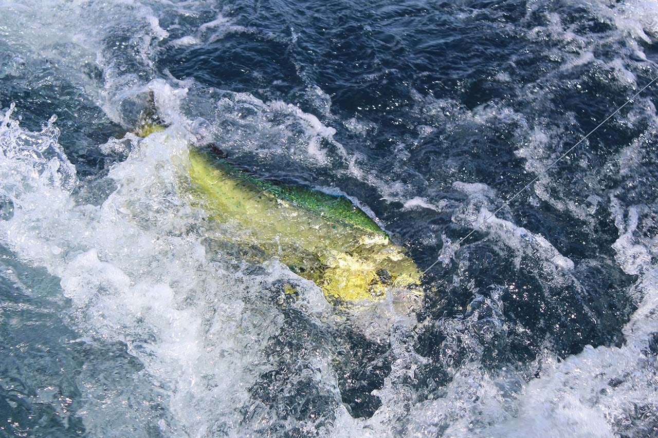 Water Temperature Los Cabos Fishing