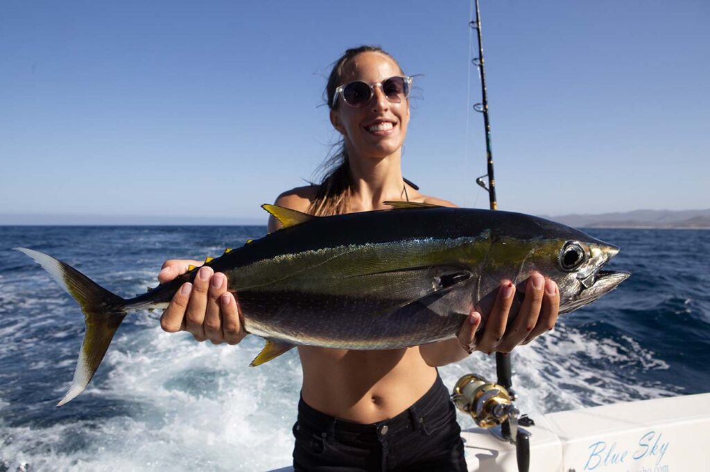 Yellowfin Tuna Fishing Los Cabos