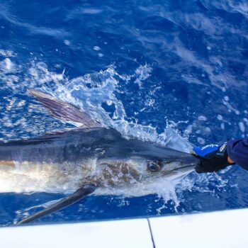 Can You Keep Fish in Cabo