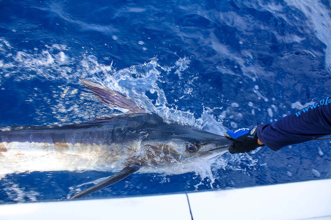 Can You Keep Fish in Cabo