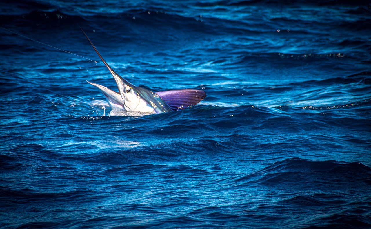 Do You Need a License to Fish in Los Cabos