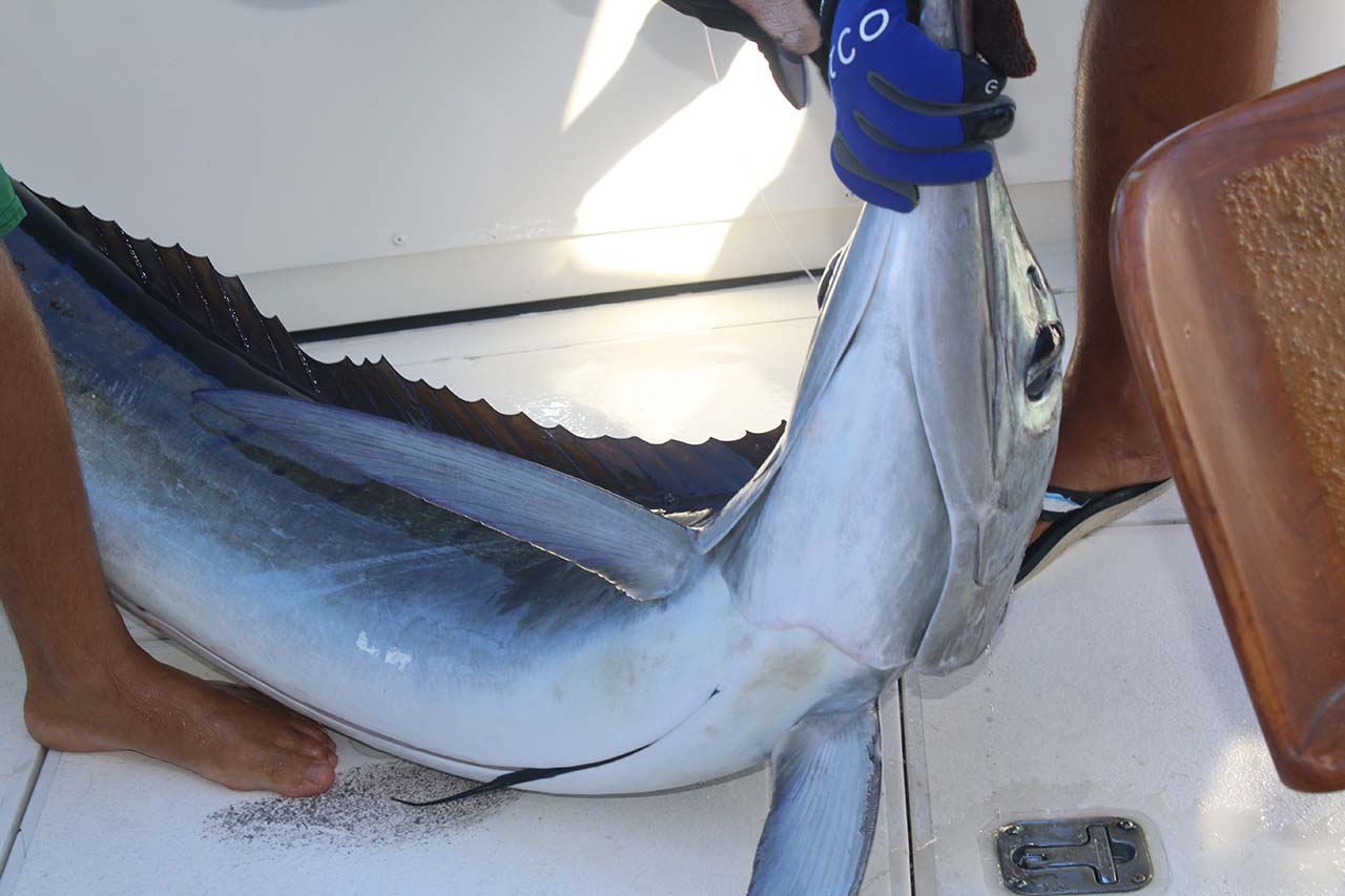 Finger Bank Fishing Los Cabos