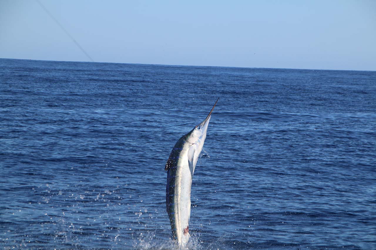 Finger Bank Fishing Los Cabos