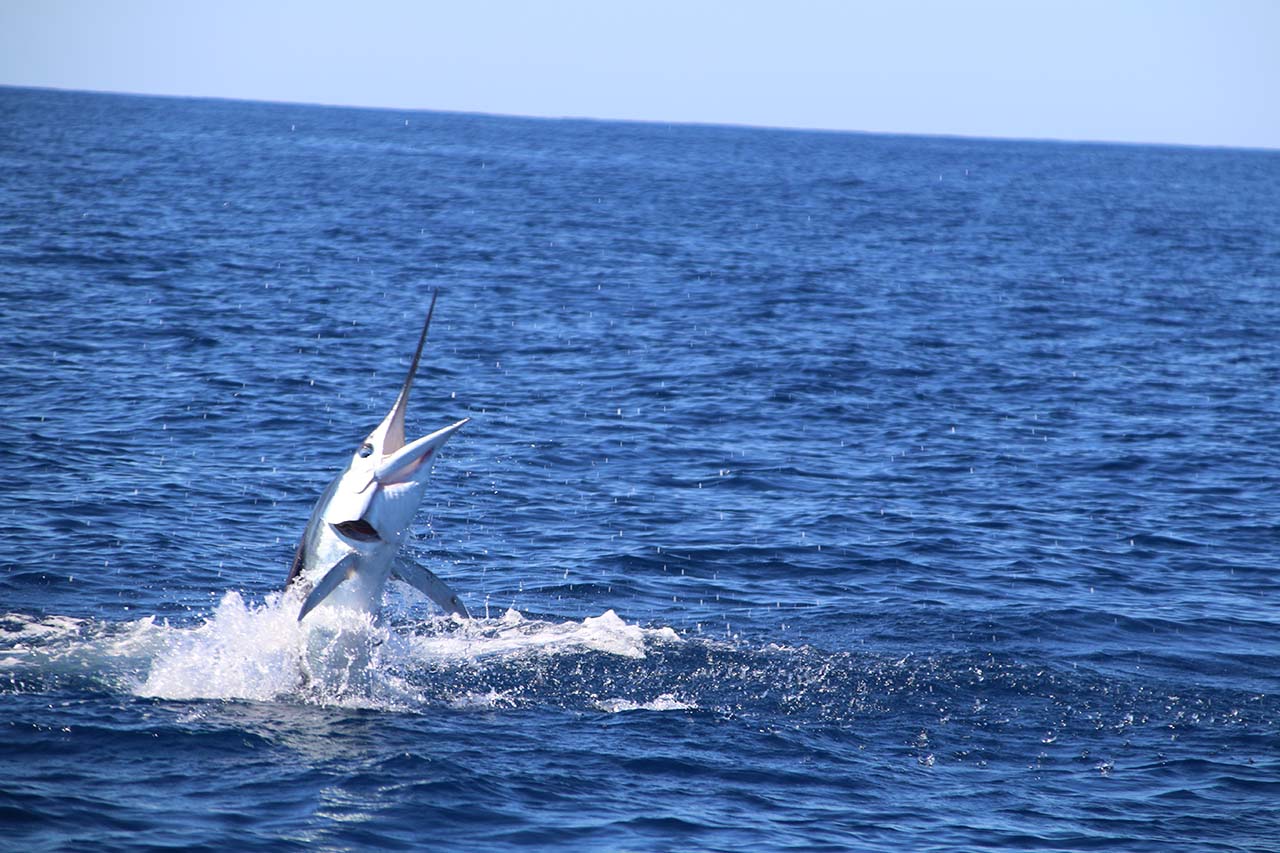 When Is the Cabo Marlin Tournament Held