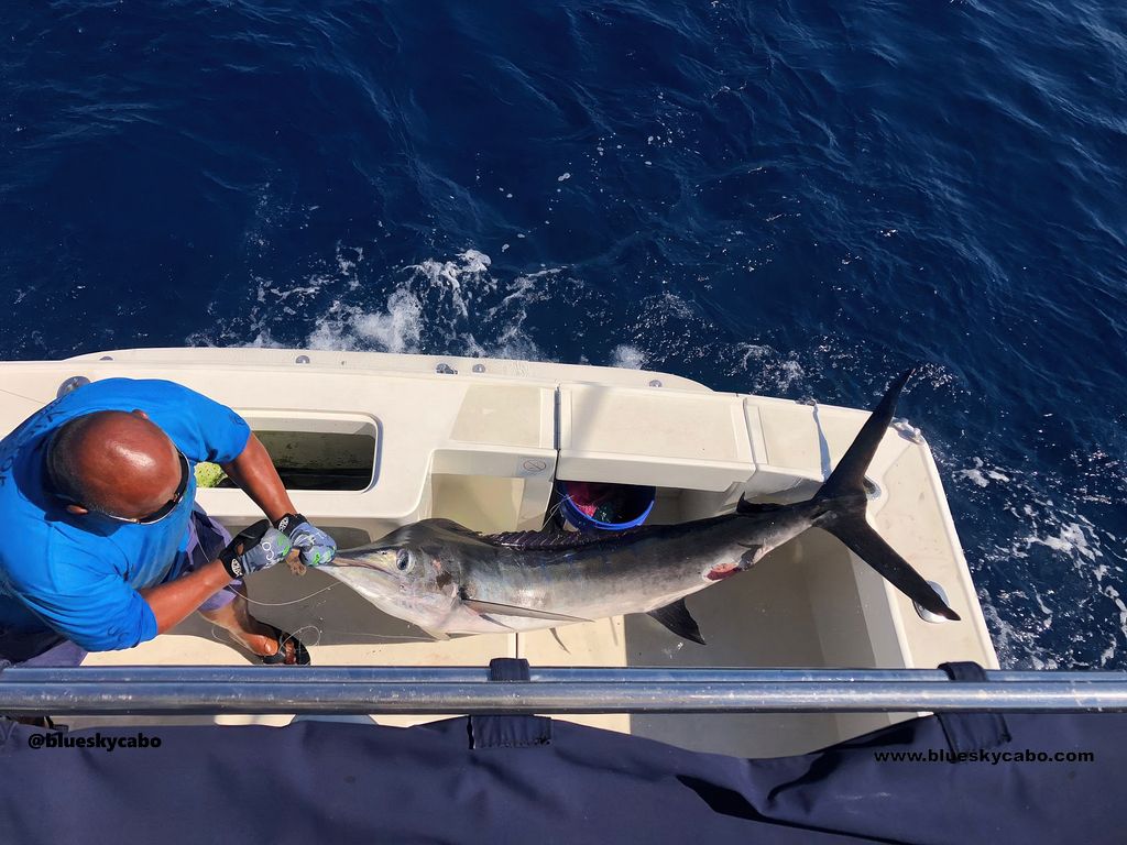 Cabo San Lucas Fishing Report