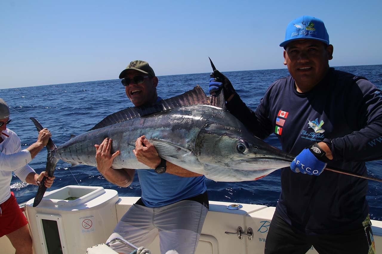 What Is The Difference Between Blue Black And Striped Marlin In Cabo