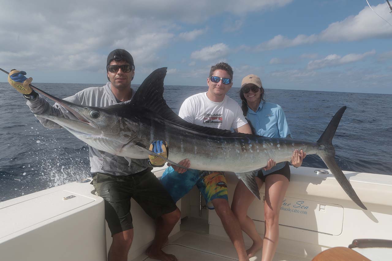 What Is The Difference Between Blue, Black, And Striped Marlin In Cabo