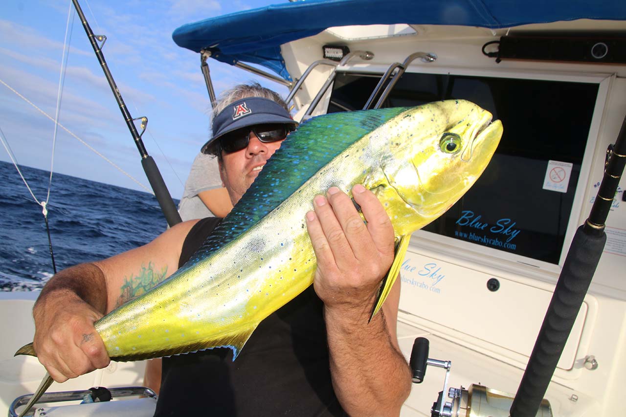 Are There Regulations About Size And Species In Cabo San Lucas Fishing