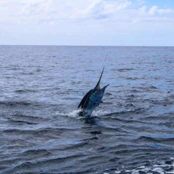 How Are Sea Conditions Around Cabo in February for Offshore Fishing