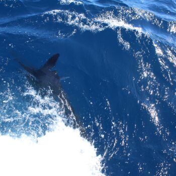 How Far Offshore Do Cabo San Lucas Fishing Charters Go