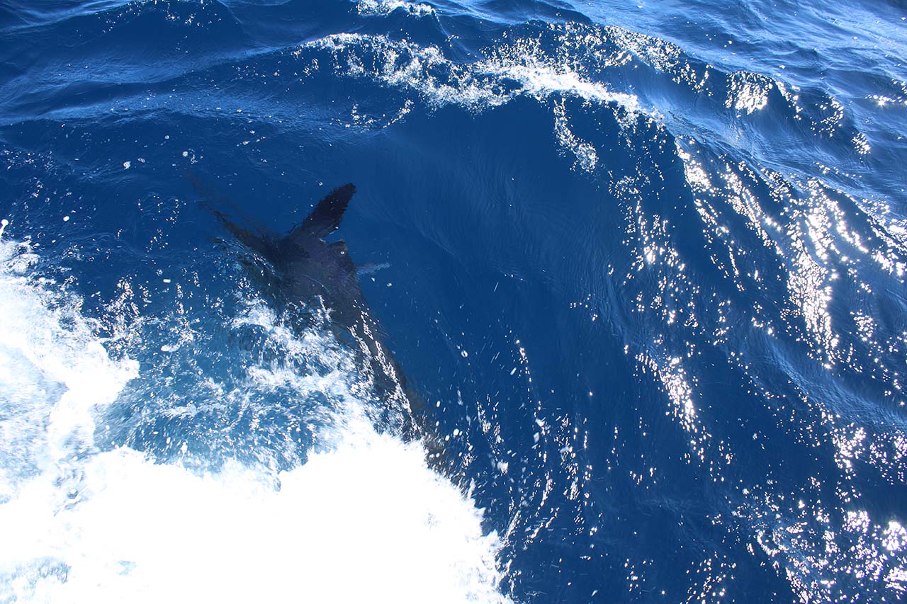 How Far Offshore Do Cabo San Lucas Fishing Charters Go