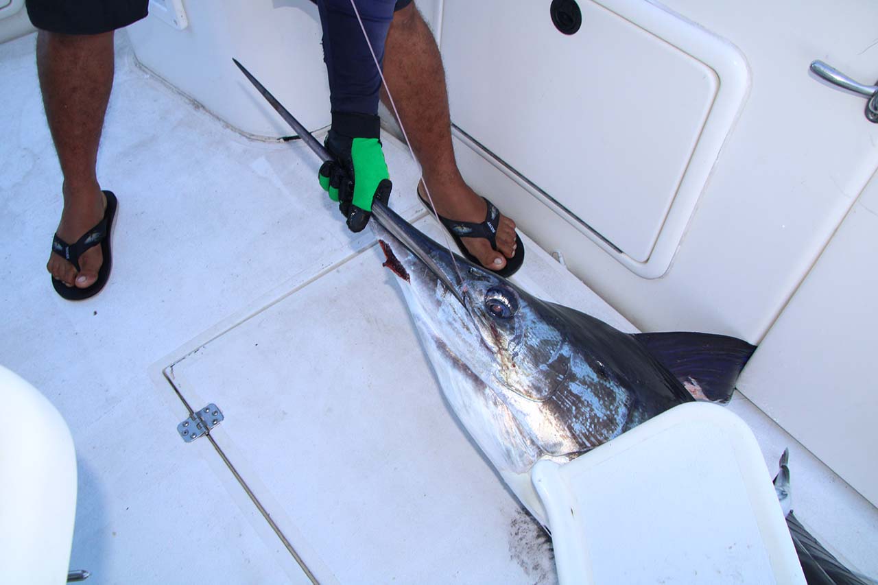 Is Cabo Good For Deep Sea Fishing