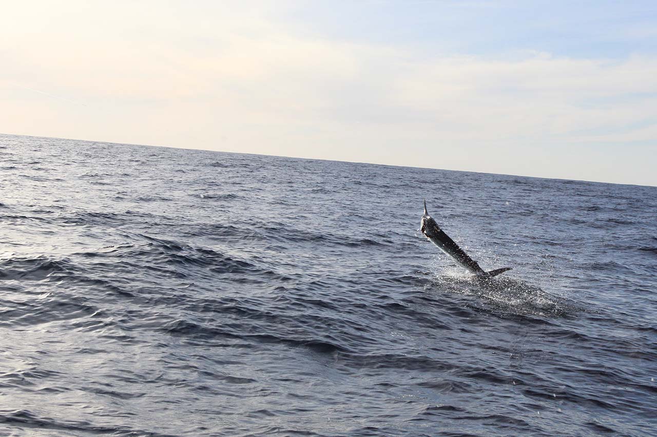 What Bait and Tackle Work Best for Cabo Fishing in February