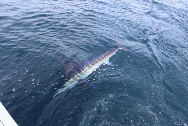 What Bait and Tackle Work Best for Cabo Fishing in February