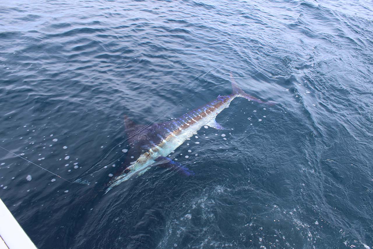 What Bait and Tackle Work Best for Cabo Fishing in February